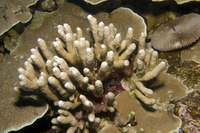 : Porites irregularis