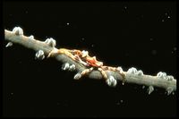 : Xenocarcinus tubecuiatus; Wire Corral Crab