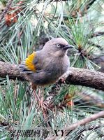 Garrulax elliotii Elliot's Laughingthrush 橙翅噪鶥 103-041