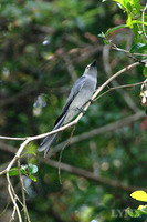 Ashy Drongo 灰卷尾