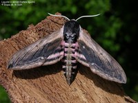 Liguster-sværmer (Sphinx ligustri)  Foto/billede af