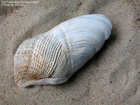 Stor Boremusling (Zirphaea crispata) Foto/billede af