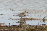 Rock Sandpiper