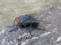 Calliphora vicina