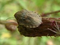 Eurygaster maura