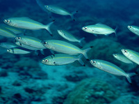 Pterocaesio tessellata, One-stripe fusilier: fisheries