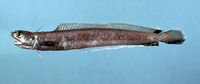 Enchelyopus cimbrius, Fourbeard rockling: fisheries