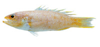 Bathyanthias mexicanus, Yellowtail bass: