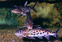Synodontis njassae, Malawi squeaker: fisheries, aquarium