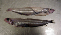 Benthalbella macropinna, :