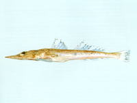 Ratabulus diversidens, Orange-freckled flathead: