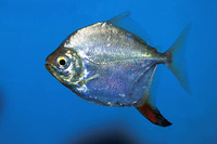 Myloplus rubripinnis, Redhook myleus: fisheries, aquarium