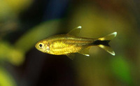 Hasemania nana, Silvertip tetra: aquarium