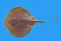 Urotrygon nana, Dwarf round ray: