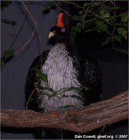 Horned Guan, Oreophasis derbianus