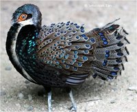 Bornean Peacock-Pheasant Polyplectron schleiermacheri