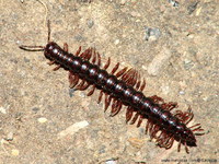Strongylosoma stigmatosum