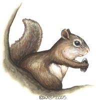 Image of: Tamiasciurus hudsonicus (red squirrel)