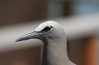 Anous stolidus - Brown Noddy