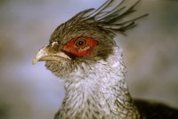 Catreus wallichii - Cheer Pheasant