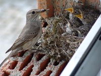 Muscicapa striata - Spotted Flycatcher