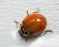 Image of: Coccinellidae (lady beetles and ladybird beetles)