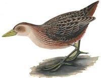 Image of: Aenigmatolimnas marginalis (striped crake)