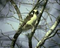 Image of: Herpetotheres cachinnans (laughing falcon)