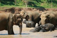 Elephas maximus maximus - Sri Lankan Elephant