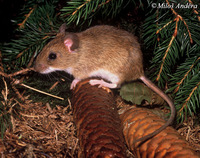 Apodemus flavicollis - Yellow-necked Field Mouse