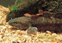 Lota lota - American Burbot