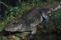 Image of: Osteolaemus tetraspis (African dwarf crocodile)