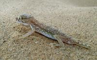 Stenodactylus petrii