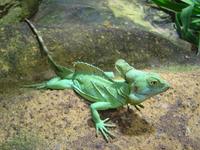 Basiliscus plumifrons - Green Basilisk