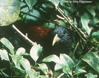 Green-billed Coucal - Centropus chlororhynchos