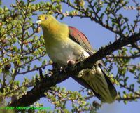 White-bellied Green Pigeon - Treron sieboldii