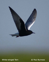 White-winged Tern - Chlidonias leucopterus