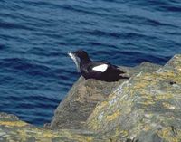 Black Guillemot - Cepphus grylle