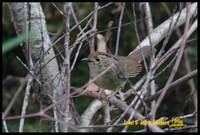 Dusky Fulvetta - Alcippe brunnea