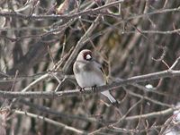 European Goldfinch - Carduelis carduelis