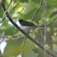 White-tailed Monarch - Monarcha leucurus