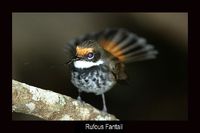 Rufous Fantail