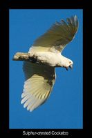 Sulphur crested Cockatoo