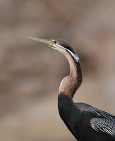 African Darter (Anhinga rufa) photo