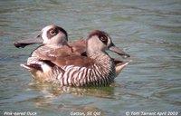 Pink-eared Duck - Malacorhynchus membranaceus
