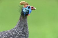 Helmeted Guineafowl - Numida meleagris