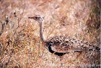 Black-bellied Bustard - Lissotis melanogaster