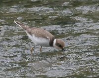 Little Ringed Plover - Charadrius dubius