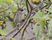 Vegetarian Finch (Camarhynchus crassirostris) photo