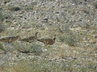 Black-bellied Sandgrouse - Pterocles orientalis